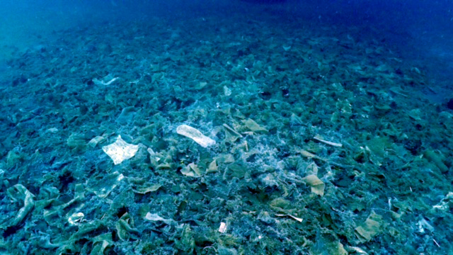 For our Sea, we are part of the Silmar project: a network of underwater stations for the study and active conservation active of the Mediterranean.