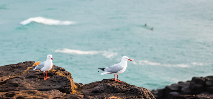 8 coses que pots fer per tenir cura dels nostres oceans