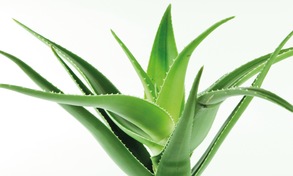 Plantes d'interior fàcils de cuidar i que aguanten bé la calor