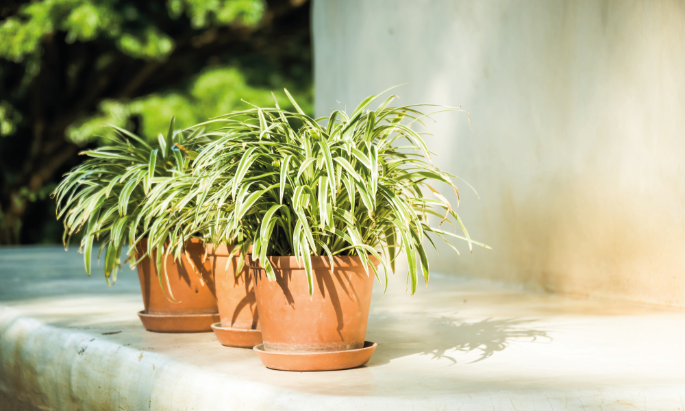 Plantes d'interior fàcils de cuidar i que aguanten bé la calor