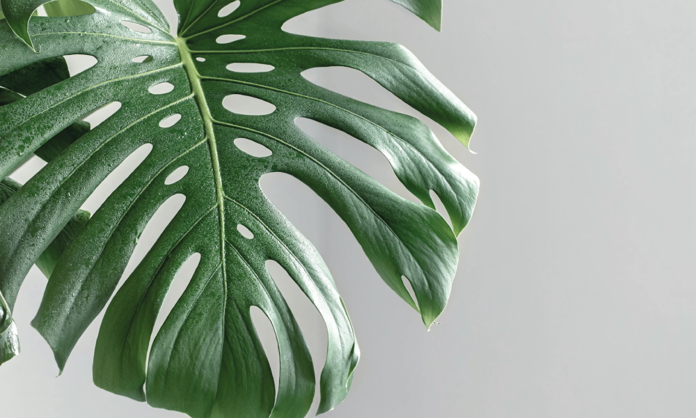 Plantes d'interior fàcils de cuidar i que aguanten bé la calor