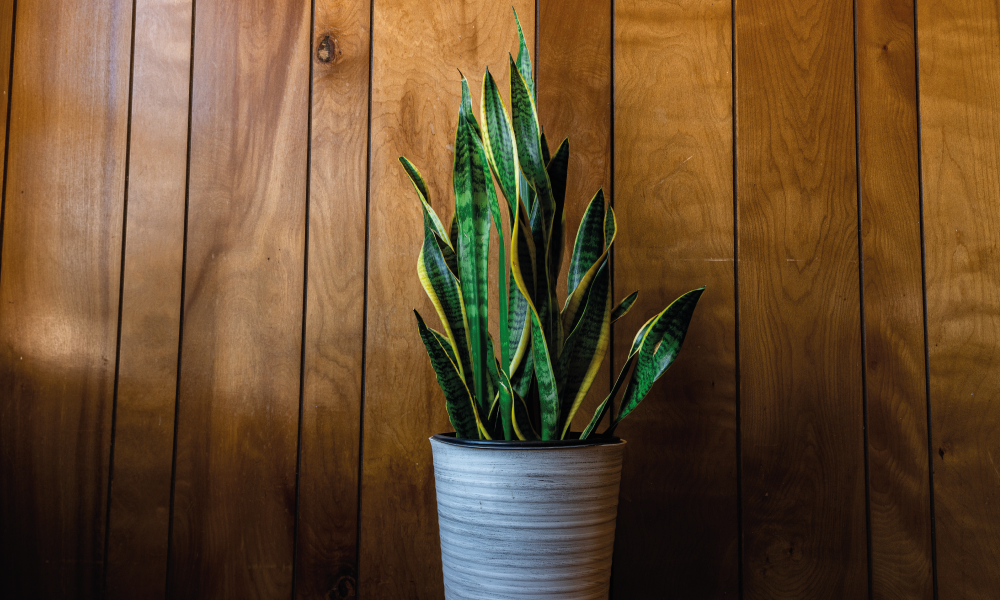 Plantes d'interior fàcils de cuidar i que aguanten bé la calor