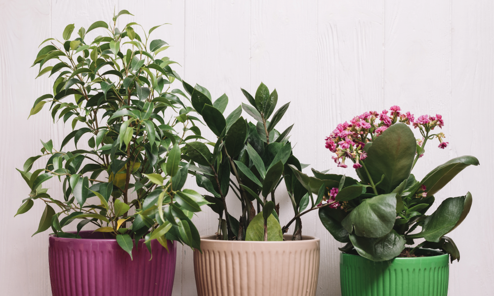 Plantes d'interior fàcils de cuidar i que aguanten bé la calor