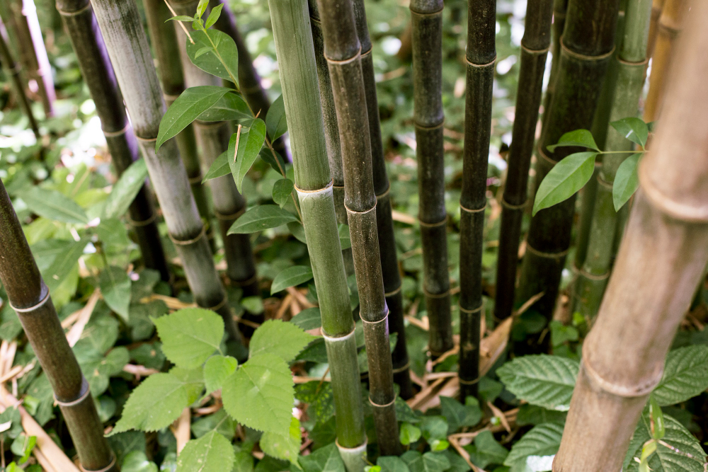 Les plantes d'exterior més resistents a la calor