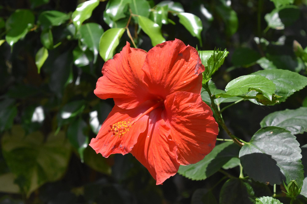 Les plantes d'exterior més resistents a la calor