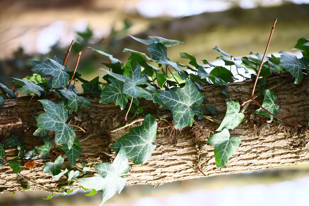 Les plantes d'exterior més resistents a la calor