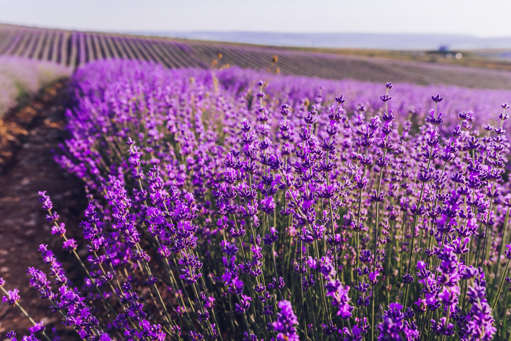 Les plantes d'exterior més resistents a la calor