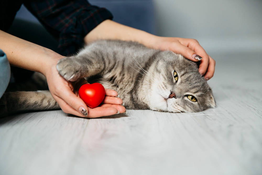 11 consells dels veterinaris perquè el teu gos o gat visqui més anys
