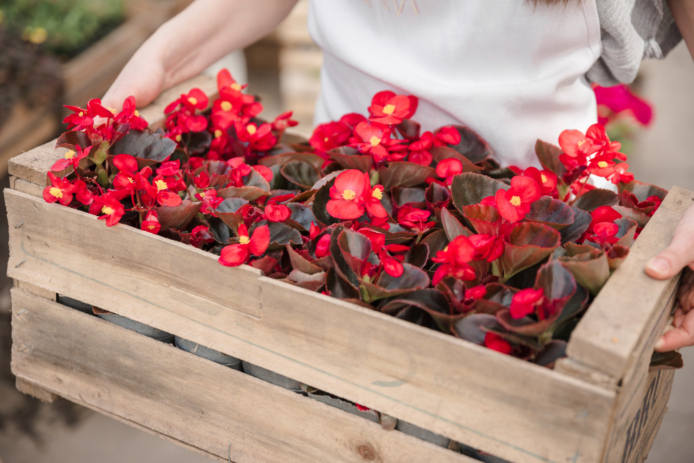 Les millors plantes per a tenir en un pis amb poca llum