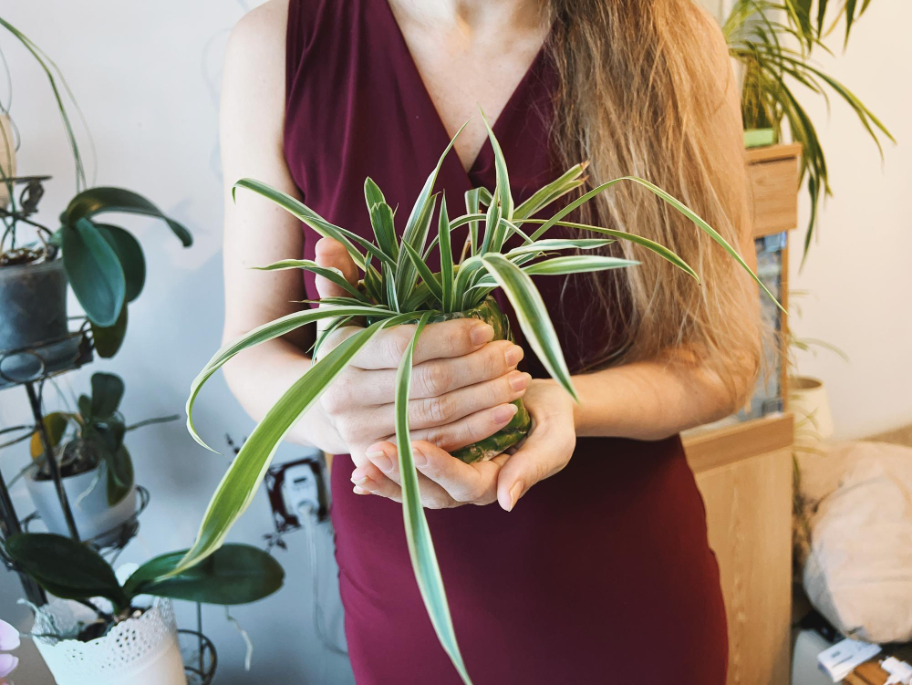 Les millors plantes per a tenir en un pis amb poca llum