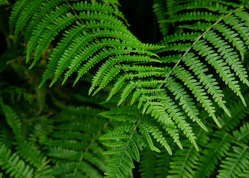 Les millors plantes per a tenir en un pis amb poca llum