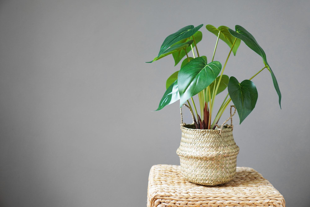 Les millors plantes per a tenir en un pis amb poca llum