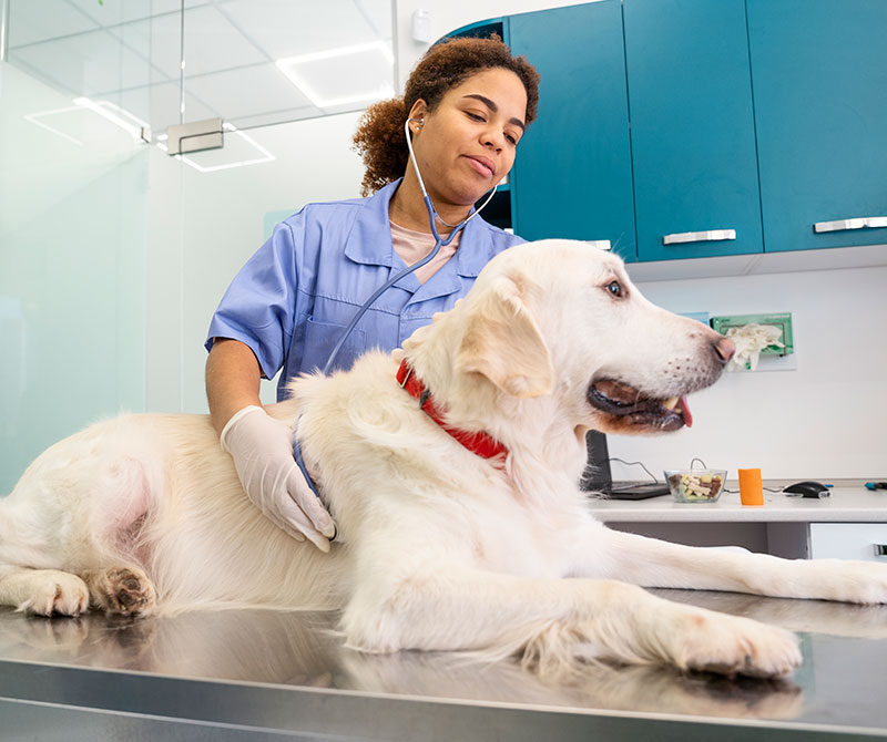 Consejos para que tu perro tenga una vida más larga y feliz
