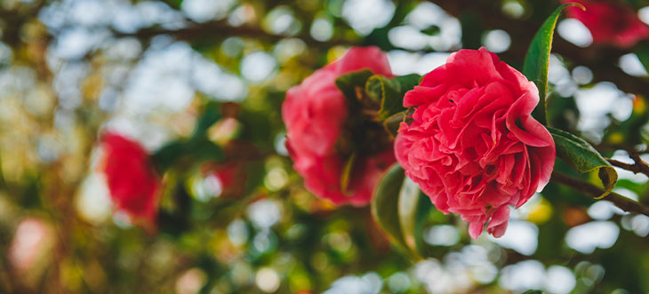 Los mejores parques de Barcelona para disfrutar de los árboles en flor (y actividades gratuitas que puedes hacer en ellos)
