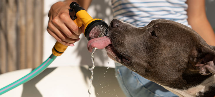 Cómo proteger a tu mascota en plena ola de calor